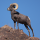 Desert Bighorn Sheep. (Image: Wikimedia)